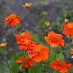 10 fiori perenni che migliorano solo con il passare degli anni: gli esperti danno un nome alle varietà 10 fiori perenni che migliorano solo con il passare degli