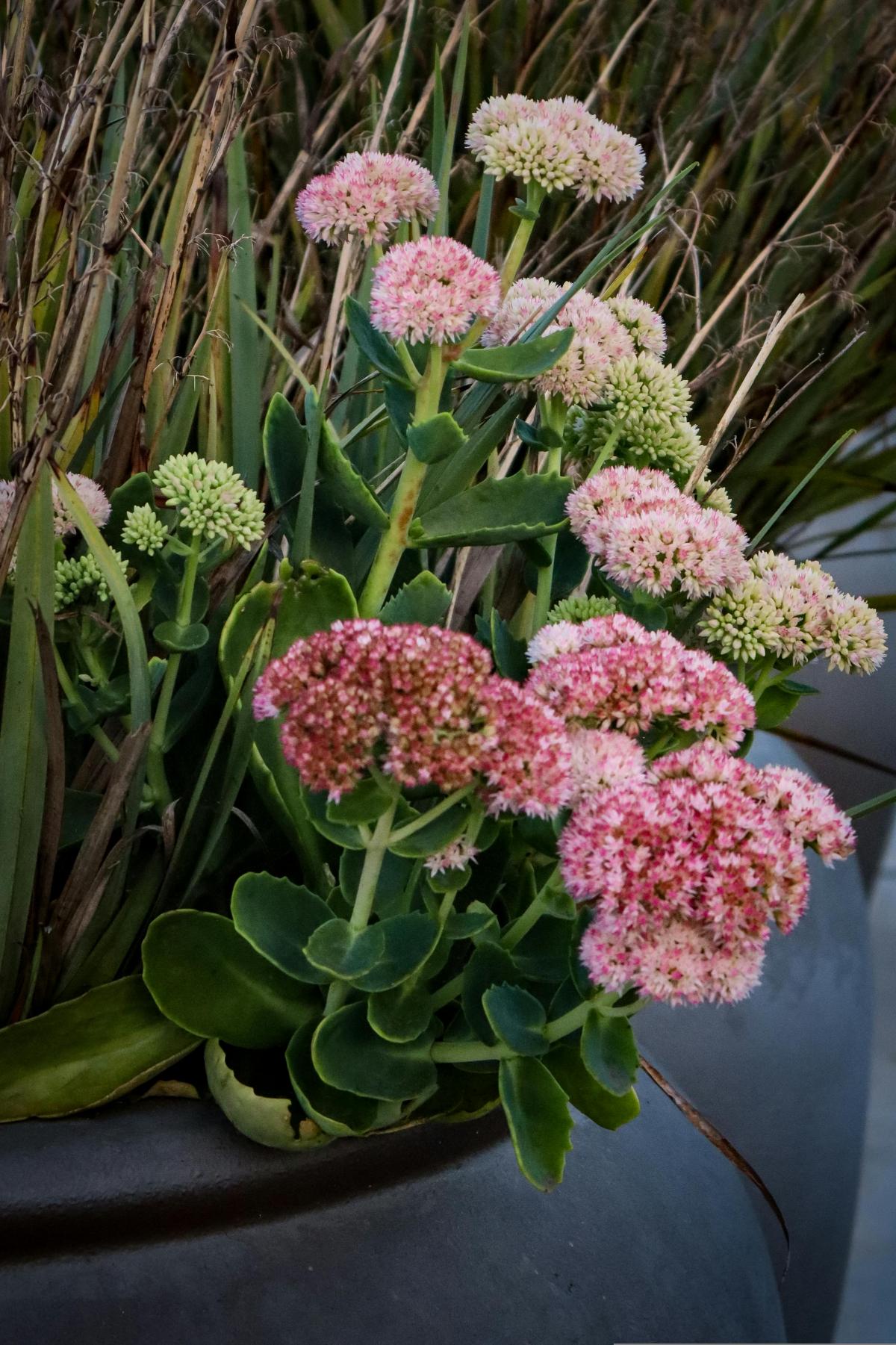 Qi fiori piantare nel cimitero per fiorire tutta l'estate / foto pexels.com