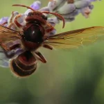 Sette piante da giardino che attirano i calabroni come una calamita sette-piante-da-giardino-che-attirano-i-calabroni-come-una.webp.webp