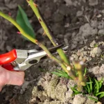 La potatura primaverile della rosa stimola la fioritura: in estate, fioritura come mai prima d'ora la-potatura-primaverile-della-rosa-stimola-la-fioritura-in-estate.webp.webp
