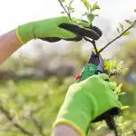 Ai giardinieri è stato ricordato che è tempo di potare