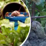 Azione semplice in agosto: un giardiniere ha condiviso come rendere