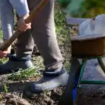 Calendario delle semine di settembre 2025: cosa fare in giardino