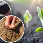 Calendario lunare del giardiniere per aprile: cosa e qdo piantare