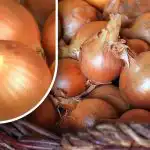 Come conservare le cipolle in modo che non germoglino prima dell'estate: un giardiniere ha rivelato un metodo semplice Come conservare le cipolle in modo che non germoglino prima