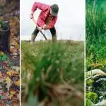 Come distruggere un ceppo d'albero sul terreno: un metodo semplice