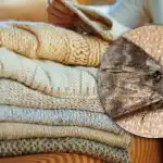 Come eliminare le tarme negli armadi: una sola pianta può aiutarvi a dimenticare i parassiti Come eliminare le tarme negli armadi: una sola pianta può