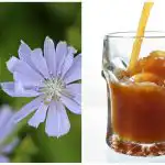 Come fare facilmente il kvass di cicoria in casa: una ricetta molto semplice e veloce Come fare facilmente il kvass di cicoria in casa: una