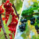 Come piantare correttamente il ribes in autunno, in modo che