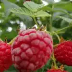 Come potare esattamente i lamponi in autunno per non danneggiarli: un doppio approccio come-potare-esattamente-i-lamponi-in-autunno-per-non-danneggiarli.jpg