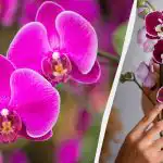 Come trapiantare un'orchidea in un nuovo vaso: consigli utili