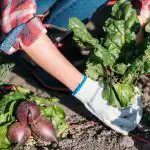 Cosa non coltivare nell'orto: i giardinieri hanno nominato 5 piante