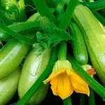 Cosa piantare vicino alle zucchine, in modo che non marciscano, non abbiano malattie fungine e fruttifichino a lungo cosa-piantare-vicino-alle-zucchine-in-modo-che-non-marciscano.webp.webp