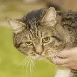 Cosa succede se non ci si accorge del dolore cronico in un gatto anziano: quando la pazienza diventa pericolosa cosa-succede-se-non-ci-si-accorge-del-dolore-cronico.jpg