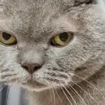 Cosa succede se non ci si accorge dell'artrite in un gatto anziano: il prezzo del silenzio cosa-succede-se-non-ci-si-accorge-dellartrite-in-un.jpg