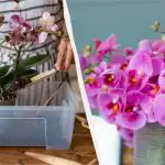 Fioriranno tutto l'anno: come trapiantare e propagare correttamente le orchidee