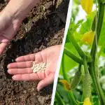 I cetrioli crescono rapidamente e non si ammalano: cosa mettere