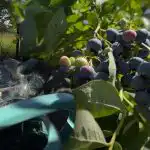 I mirtilli resistono a qsiasi gelata: il giardiniere ha svelato