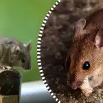 I topi e i ratti si disperdono e scompaiono per