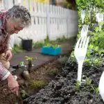 I vicini si sono messi a ridere finché non hanno visto il risultato: perché le forchette sono necessarie nell'orto I vicini si sono messi a ridere finché non hanno