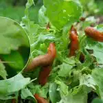 Il nemico mortale di lumache e chiocciole: qe fiore piantare nella vostra proprietà? Il nemico mortale di lumache e chiocciole: qe fiore piantare