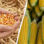 Il periodo migliore per la semina del mais nel 2025: