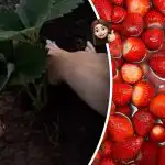 In estate si piegherà dai frutti: cosa mettere sotto i