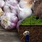 L'aglio d'inverno non piace: il giardiniere ha scoperto il segreto