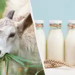 Latte di capra o latte di mucca: il medico spiega