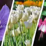 L'esperto nomina 7 piante che vale la pena piantare in