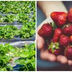 L'ultimo accordo dell'autunno: semplici azioni che influenzano le bacche della prossima stagione L'ultimo accordo dell'autunno: semplici azioni che influenzano le bacche della