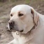 Perché i cani scodinzolano quando non sono affatto felici: decifrare i segnali segreti che ignoriamo perche-i-cani-scodinzolano-quando-non-sono-affatto-felici-decifrare.jpg