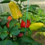 Perché i peperoni crescono amari e come restituire la dolcezza: il segreto dell'irrigazione perche-i-peperoni-crescono-amari-e-come-restituire-la-dolcezza.jpg