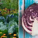 Perché il cavolo appassisce nell'aiuola: è tutta colpa dei suoi vicini Perché il cavolo appassisce nell'aiuola: è tutta colpa dei suoi