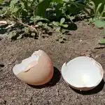Perché le casalinghe esperte non buttano mai via i gusci d'uovo: un tesoro di calcio per la casa e il giardino perche-le-casalinghe-esperte-non-buttano-mai-via-i-gusci.jpg