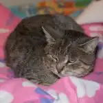 Perché un gatto tollera il dolore e non lo mostra: una trappola evolutiva per i proprietari perche-un-gatto-tollera-il-dolore-e-non-lo-mostra.jpg