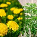 Portulaca, gramigna, ambrosia: come eliminare per sempre le erbacce nell'orto