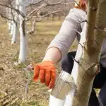 Q è e qdo è il momento migliore per imbiancare gli alberi: nessun parassita è sufficiente Q è e qdo è il momento migliore per imbiancare