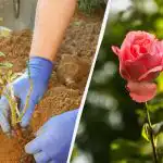 Qdo è il momento migliore per piantare le rose in
