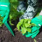 Qdo piantare le fragole in autunno per raccogliere secchi di