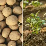 Qdo piantare le patate nel mese di aprile 2026: i