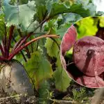 Qdo raccogliere la barbabietola nel 2025: ecco i due segnali di maturazione dell'ortaggio Qdo raccogliere la barbabietola nel 2025: ecco i due segnali