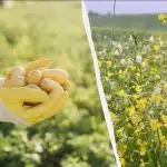 Qdo seminare i siderati in primavera: qi scegliere per patate,