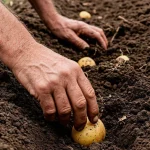 Quando piantare le patate nel mese di aprile 2026: giorni fortunati e pericolosi secondo il calendario lunare quando-piantare-le-patate-nel-mese-di-aprile-2026-giorni.webp.webp