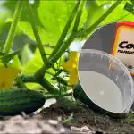 Raccolta fino a ottobre: una semplice ricetta per il miglior