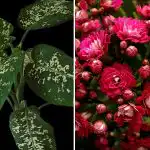 Tre piante da appartamento che attirano i parassiti in casa