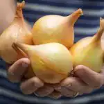 Tutto sulla coltivazione delle cipolle nell'orto: gli esperti hanno raccolto