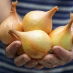 tutto-sulla-coltivazione-delle-cipolle-nellorto-gli-esperti-hanno-raccolto.webp.webp