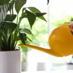 Un giglio pacifico smette di ingiallire e rinasce in poche