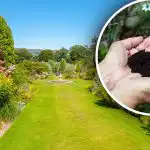 Un vero "tesoro" dal bidone: un prodotto fa miracoli nell'orto